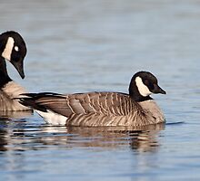 Whats The Difference? / Cackling Goose by Gary Fairhead