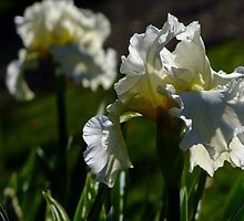 Bearded Iris - White Lightening by Gabrielle Lees