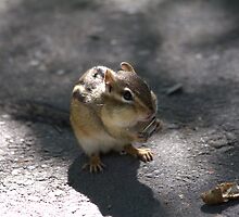 This chipmunk knew how to pull at my heart strings..LOL by NewfieKeith