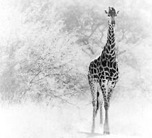 Giraffe coming out of the bushes by Teus Renes