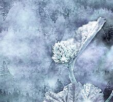 Miraculous Winter by TMTDesigns