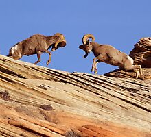 Bighorns Battling in Red Rock Country by A.M. Ruttle