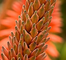 Aloe buds aglow by Celeste Mookherjee