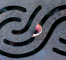 "The Last Leaf of Autumn, Stuck in a Grate" by waddleudo