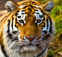 Tiger by Gert Lavsen