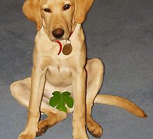 Shy dog by Robert Down