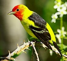 Western Tanager on it's Spring Migration by Chuck Gardner