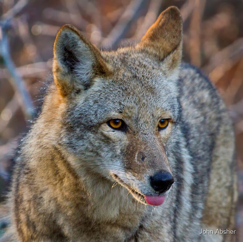 "Close Up of Female Coyote" by John Absher Redbubble