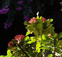 Plants And Flowers In Sunlight And Shade - Plantas Y Flores En La Luy Del Sol Y La Sombra by Bernhard Matejka