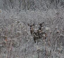 "Twins" on a Frosty Morning in December by David Hughes