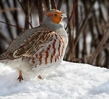 Not A Pear Tree In Sight / Gray Partridge by Gary Fairhead