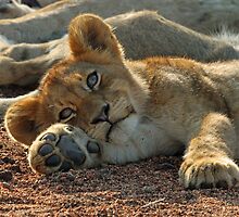 Life is good for cubs in this pride! by jozi1