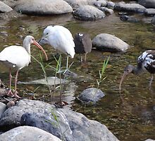 Heron And Ibis - Garza Blanca E Ibis by Bernhard Matejka