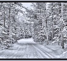 Winter Wonderland ~ A Snow-covered Forest Road in a Wintry Landscape after a Snow Storm by Chantal PhotoPix