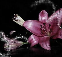 Star Gazer by deb cole