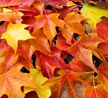 Fall Tree Leaves art prints Colorful Autumn by BasleeArtPrints