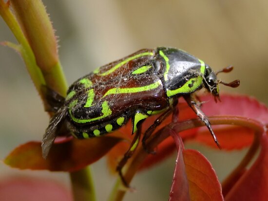 fiddler beetle