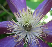 The hidden treasure of Clematis by MarianBendeth