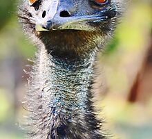 Flight? Bah, it's overrated. by Georgie Hart