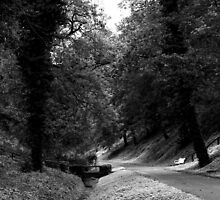 To sit, or walk across ... by Ell-on-Wheels