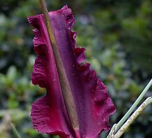 Dragon Lily by Carole-Anne