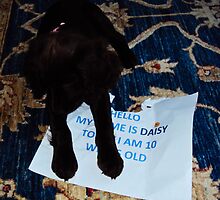 Daisy and the annoucement by KSKphotography