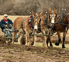 The Harness ~ Please Read Descripton by barnsis