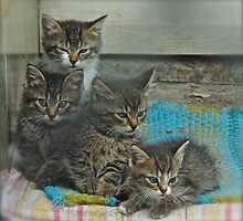 Views 762. *** Sweet dreams . by Brown Sugar . Featured Image For the Love of Cats.. Favorites: 7 Views: 219. Thank you ! I'm feeling so good ! Yeah! by © Andrzej Goszcz,M.D. Ph.D