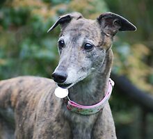 Pretty As A Picture by Sally J Hunter