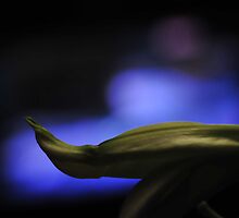 Blue Lights by lawrence by Laura Lawrence