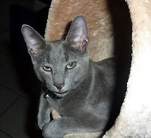 PUSSY CAT WHERE ARE YOU by springs