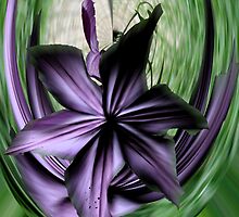 Purple Swoon by Barry Doherty