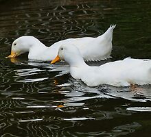 Tasting The Waters by Susie Peek