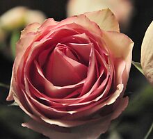 Pink Rose by Laura Lawrence by Laura Lawrence