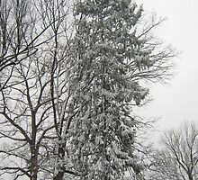 Feb. 19 2012 Snowstorm 21 by dge357