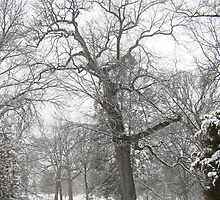 Feb. 19 2012 Snowstorm 29 by dge357