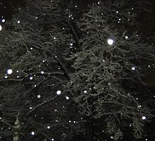 Feb. 19 2012 Snowstorm 50 by dge357