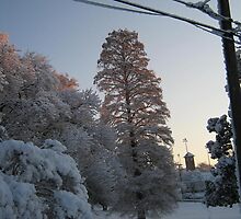 Feb. 19 2012 Snowstorm 102 by dge357