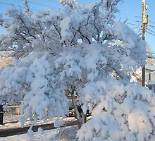 Feb. 19 2012 Snowstorm 120 by dge357