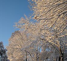 Feb. 19 2012 Snowstorm 138 by dge357