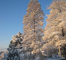 Feb. 19 2012 Snowstorm 140 by dge357