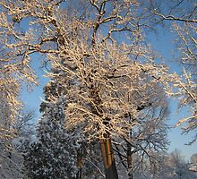Feb. 19 2012 Snowstorm 144 by dge357