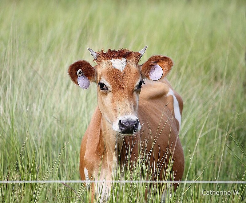 "Cute Cow!" by cathywillett | Redbubble