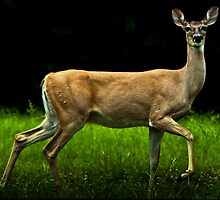 On Alert! by freevette
