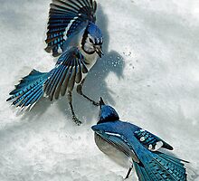 Snow Spat by Brian Pelkey