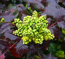 Holly, Cabbage by dge357