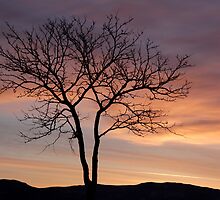 Waking Up by teresalynwillis