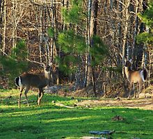 Alert Deer by Ginger Barritt