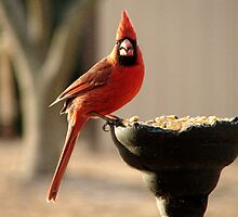 I'm Eating Out Of A WHAT? by Carolyn Fletcher