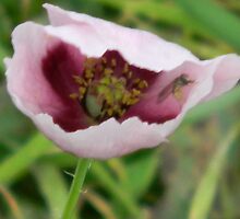 Shelter from the Storm - Opium Poppy and the Mellow Bee by Navigator